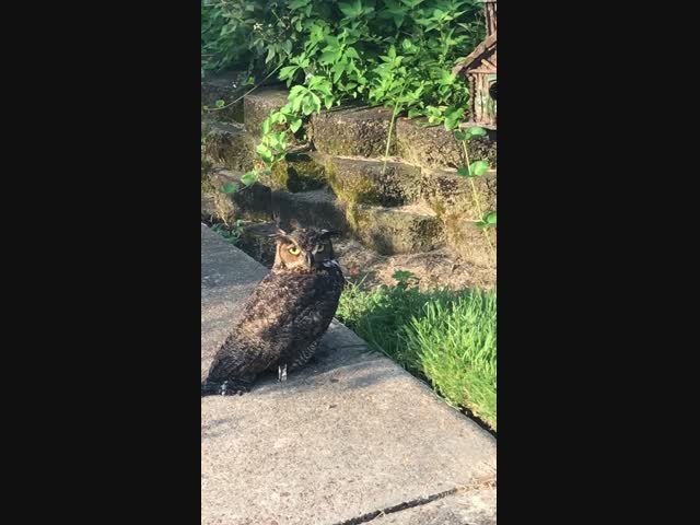 Грозная сова