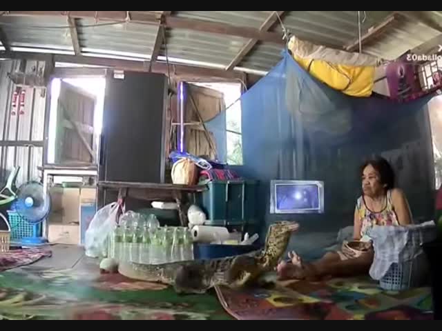 Азиатский водный варан