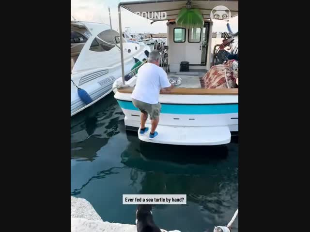 Кормление морских черепах