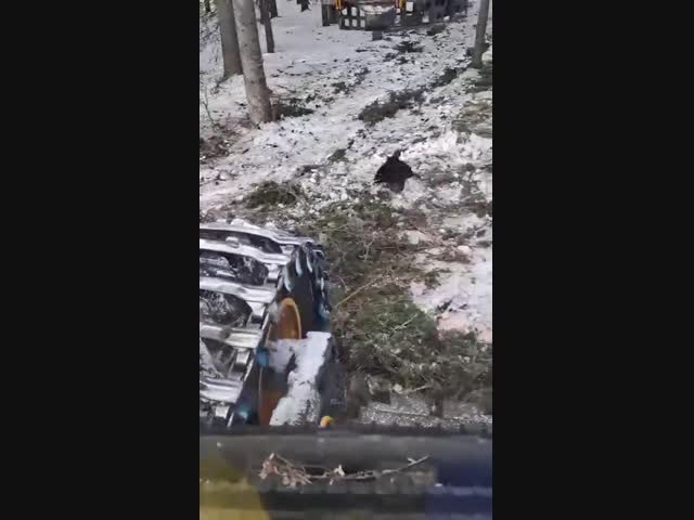 Глупый глухарь