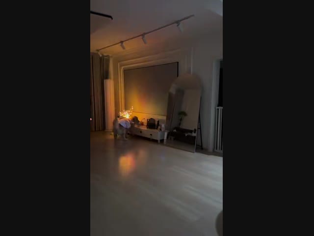 Собачке понравилось её отражение в зеркале