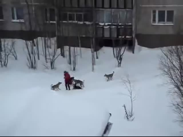 Неизвестный герой спас девушку от бродячих собак