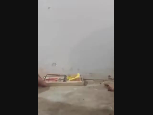 Мыши эволюционируют