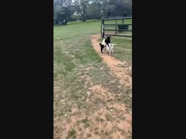 Непростая жизнь козлов