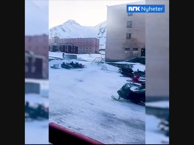 Белый медведь погнался за человеком