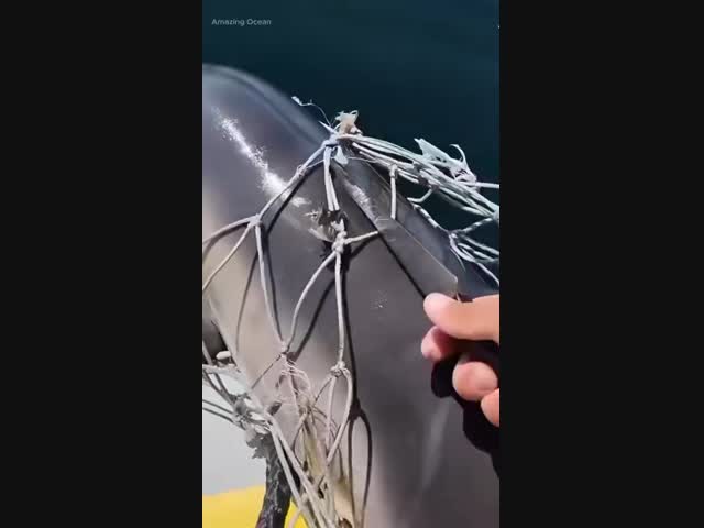 Дружба со спасённым дельфином