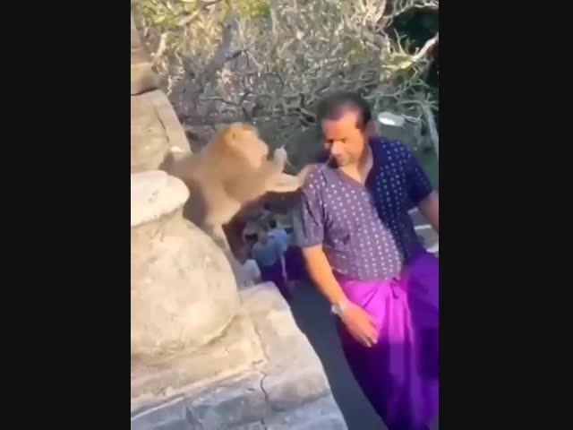 Обезьяний бизнес