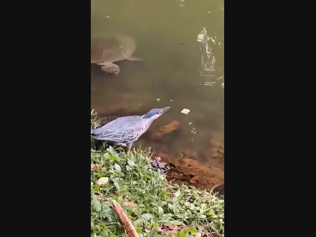 Птица-охотница