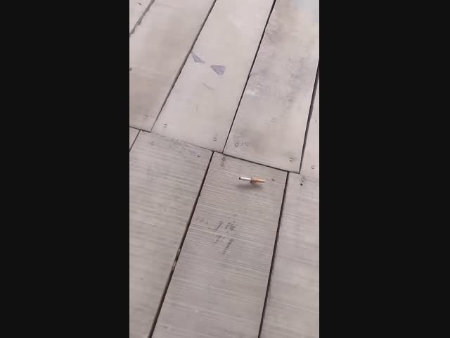 Муравей тащит окурок в муравейник