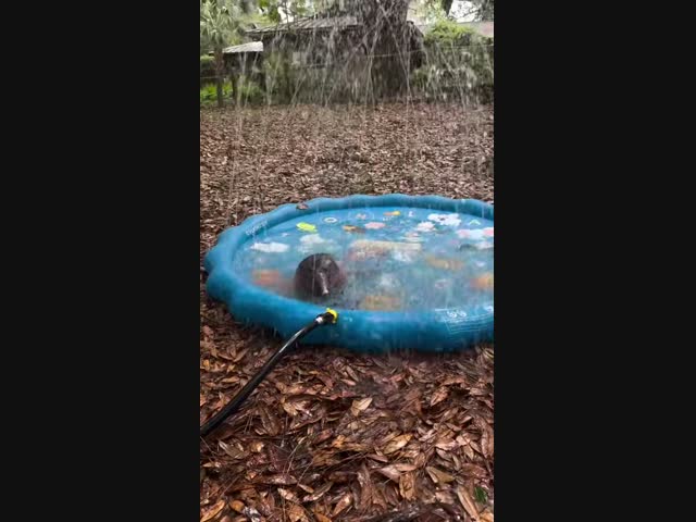 Купание любят все