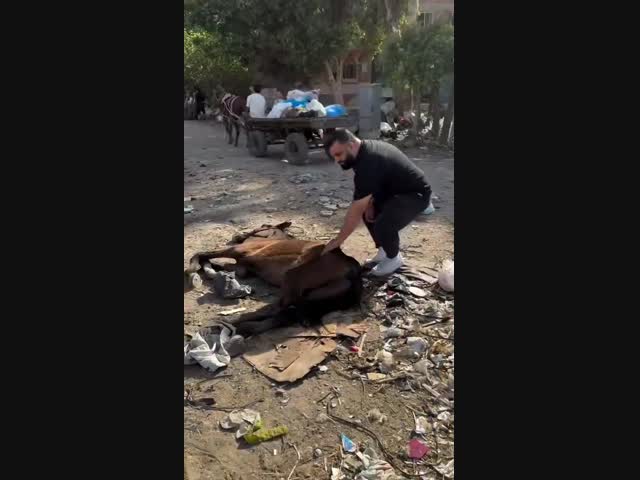 Спасение лошадки