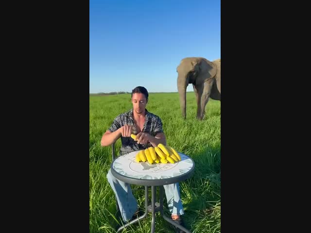 Прожорливый слон