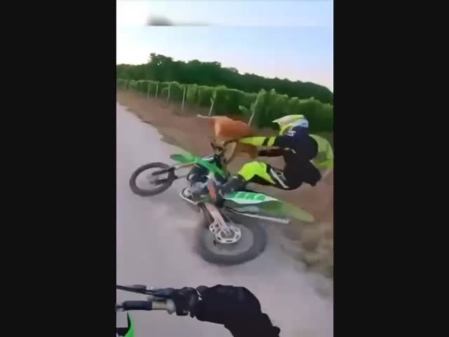 Внезапный олень