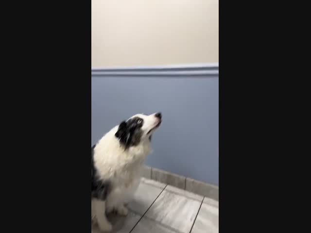 Кот сделал стойку на изображение кота