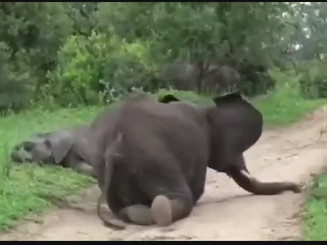 Так выглядит пьяный слон, объевшийся переспелыми плодами