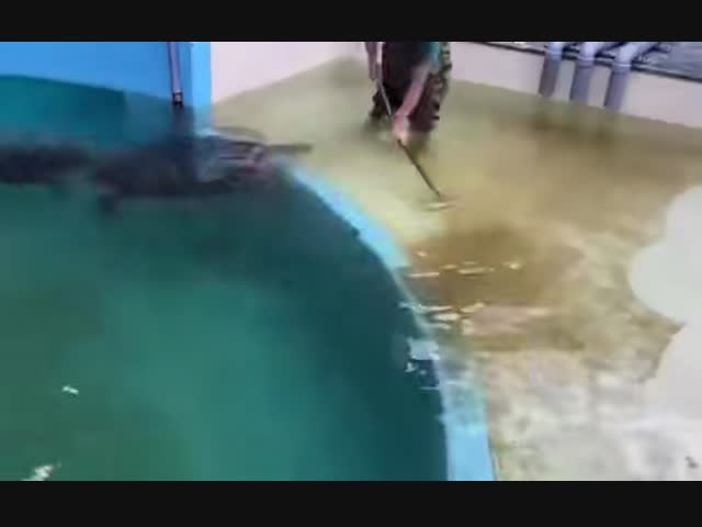 Морским черепахам тоже хочется внимания