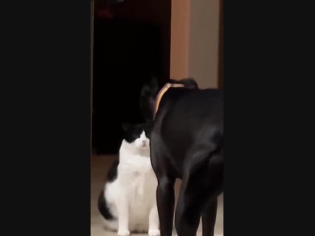 Кошка, уверенная в себе