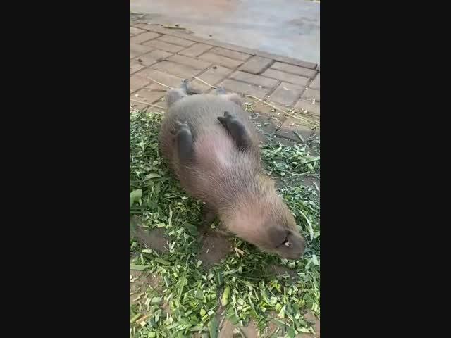 Капибары умеют храпеть