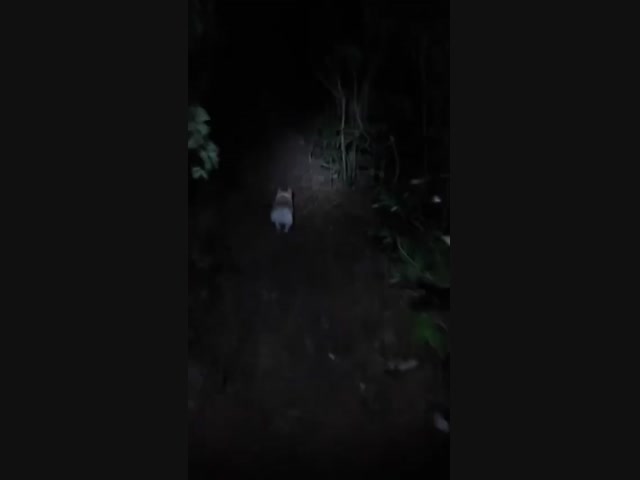 Что так сильно напугало песика и его хозяина?