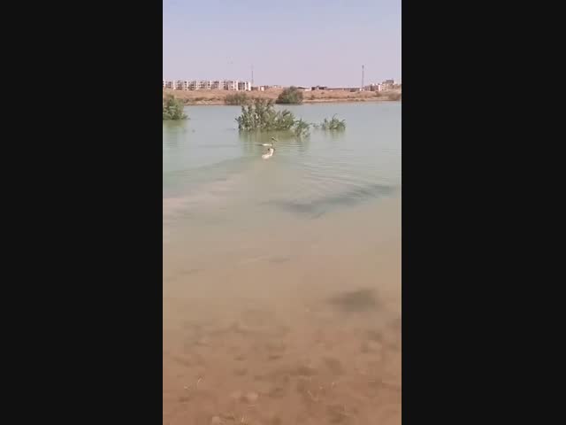 Наивный пёсик решил познакомиться с птичкой