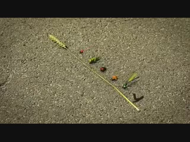 Гонки насекомых