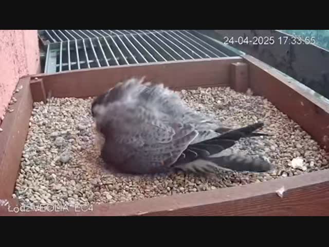 Материнский  инстинкт сильнее ветра