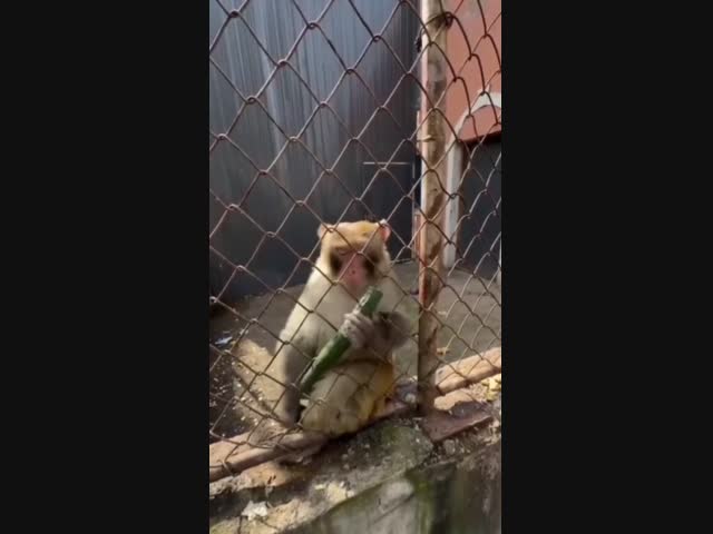 Не шутите с обезьяной!