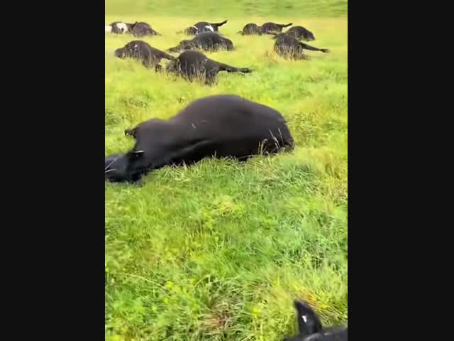 Один разряд молнии убил 25 коров