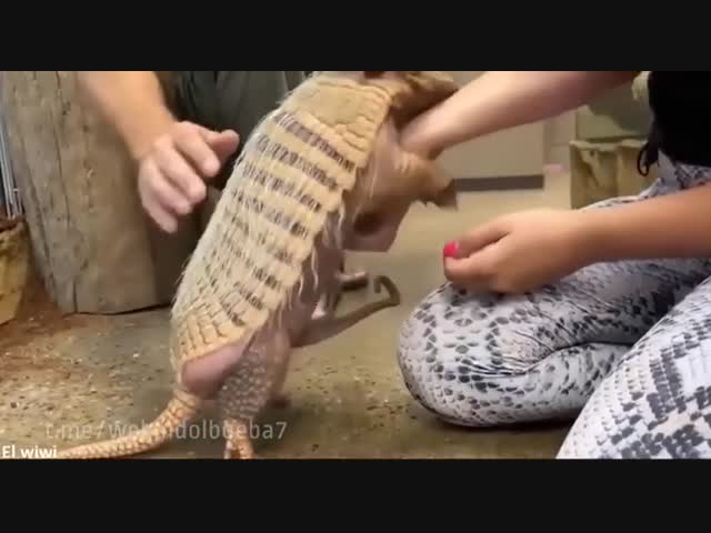 Ничего себе! Какое мощное хозяйство у броненосца