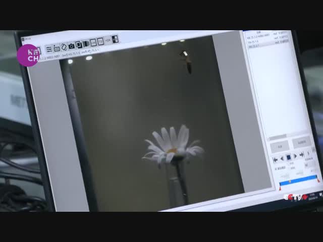 Управляемые насекомые - это уже реальность