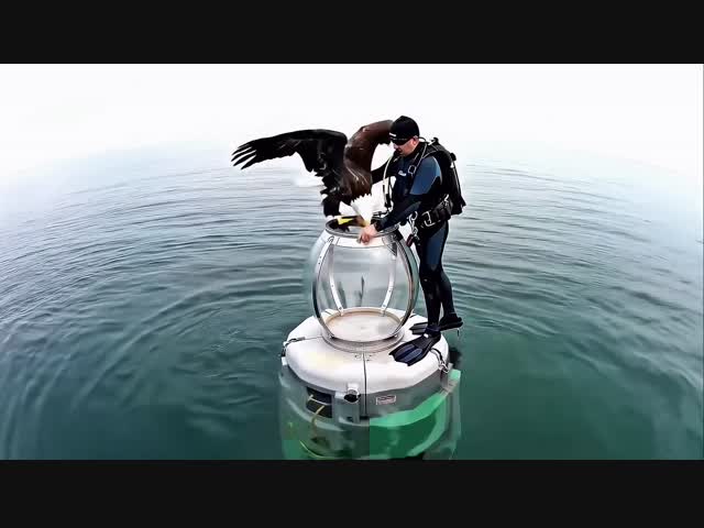 Погружение орла на морское дно