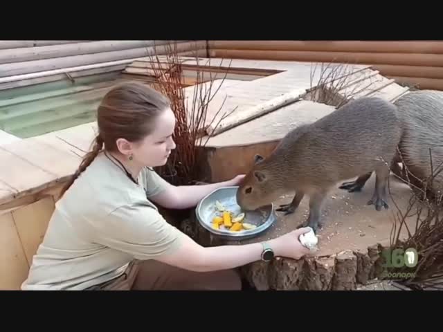 Капибары на маникюре в Ленинградском зоопарке⁠⁠