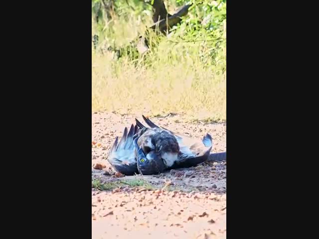 Удивительная природа