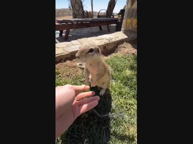 Классный сурок