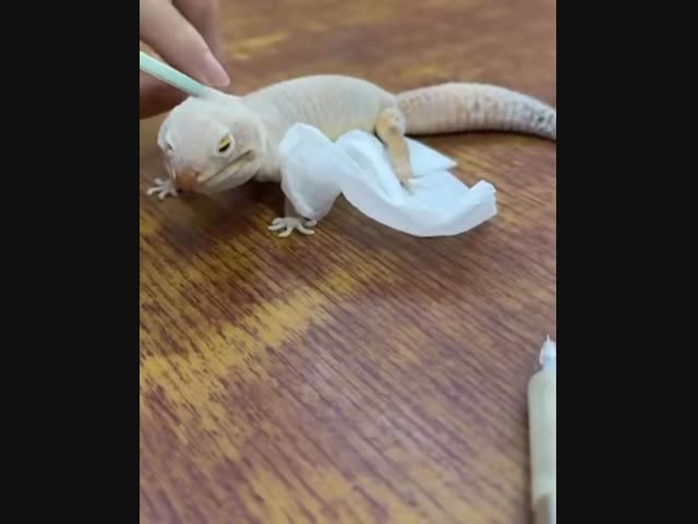 Как надуть ящерицу