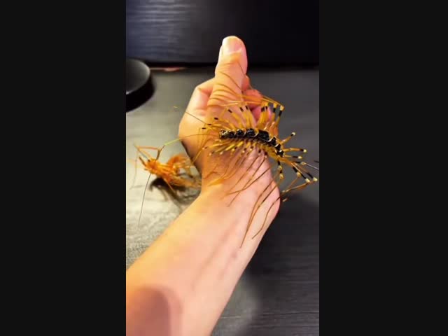 Thereuopoda clunifera, домашняя  многоножка с Окинавы