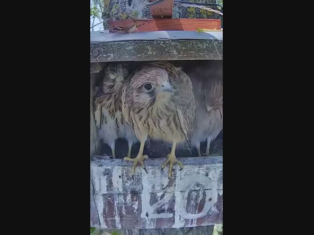 - Какое страшное существо!