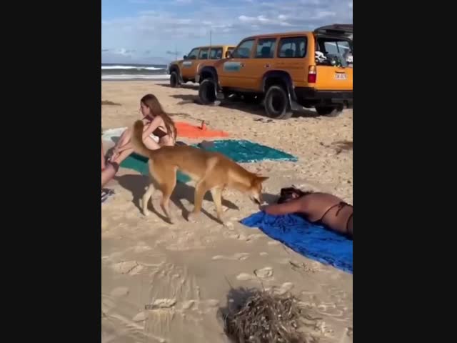 Собака прикусила девушку