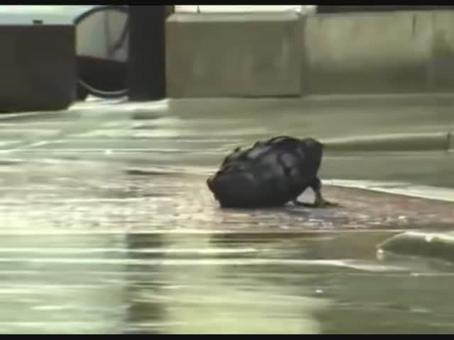 Всё ради славы