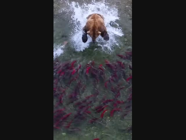 100 % харизмы. 0 % эффективности