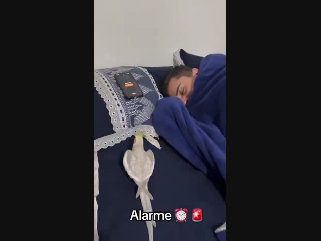 Живой будильник