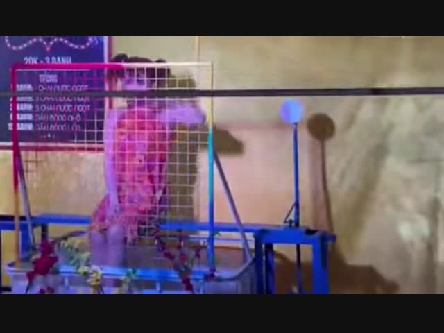 Сомнительное развлечение в Тайланде