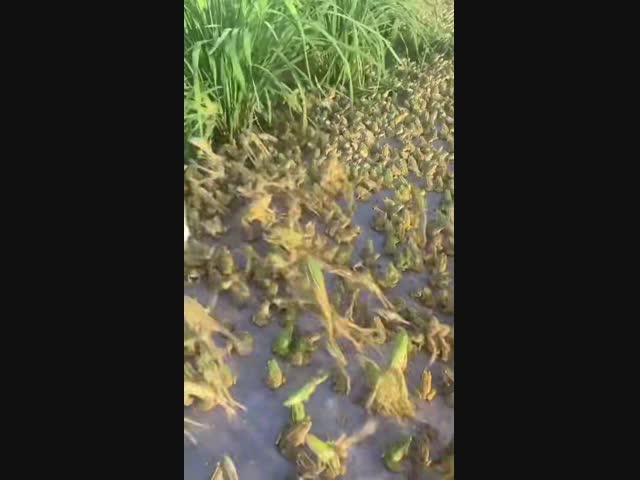 Так проходит брачный сезон у лягушек