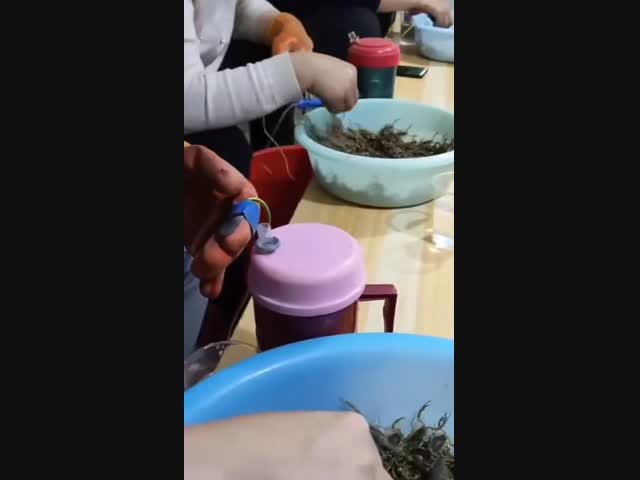 Дойка скорпионов