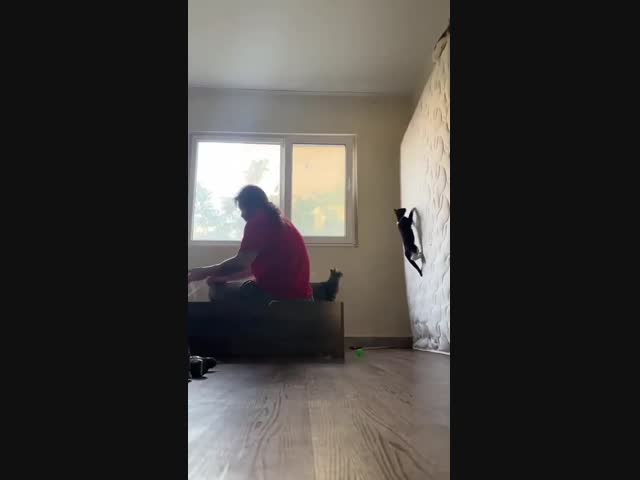 Нечисть хвостататая:)))