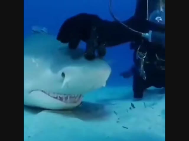 Акулы - нежные создания, любящие ласку