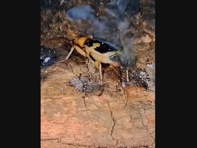 Жук - бомбардир