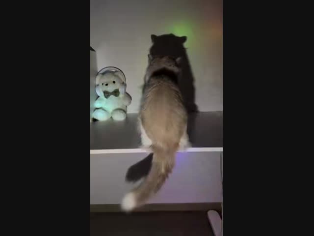 Кот с танцующим хвостом