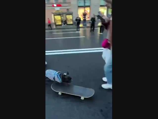Пёс-скейтер на Невском проспекте