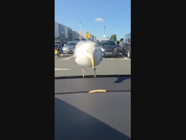 Мощная чайка